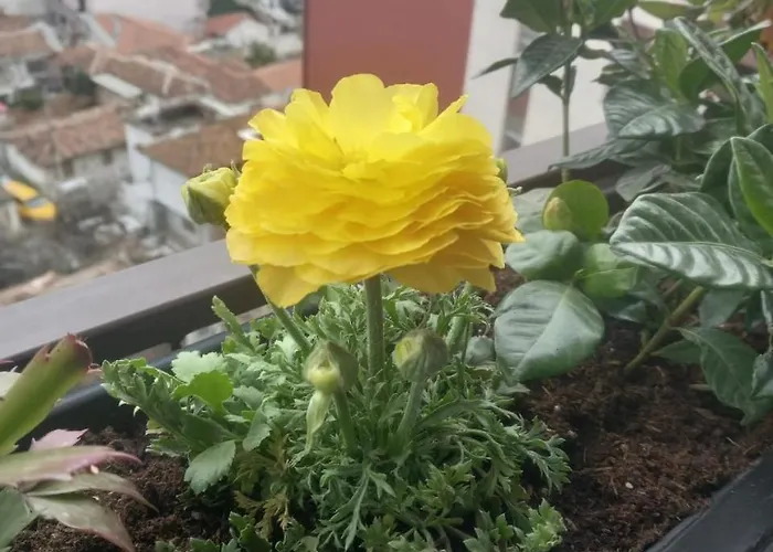 Gardenia Sui * Tiran