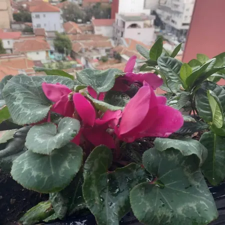 Gardenia Sui Apartman *