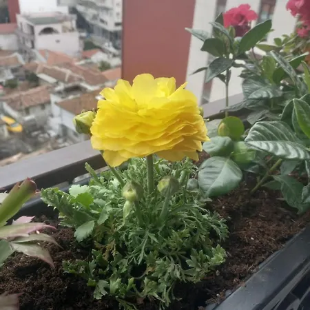 Gardenia Sui * Tirana